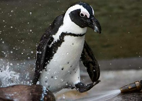 The African Penguin